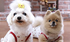 �ɓ������@�y�b�g�Ɣ��܂��h�@�����@���������@�����������@�l�����i�A���W���[���n�E�X�@�}���j