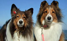 �ɐ��񌩁@�����Ɣ��܂�闷�ف@�܂���