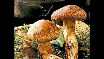 �΂̒J����@�������]�[�g