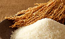 �`�T���C���Ђ����Ȃ�