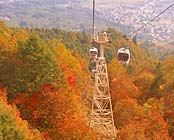 ���n�z�e���p�C�v�̂��ނ�