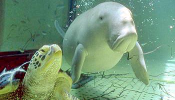 �z�e���@�A���e�B�A���H