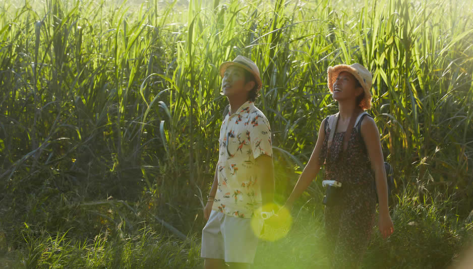 サトウキビ畑で手つなぎデート