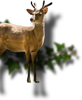 deer