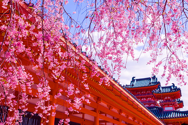 平安神宮の桜