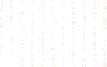 瑠璃光院の青もみじ