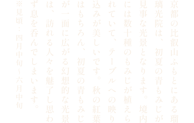 瑠璃光院の青もみじ
