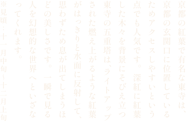 東寺の紅葉