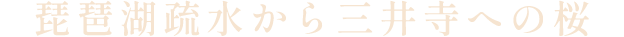 琵琶湖疏水から三井寺への桜
