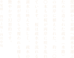 琵琶湖疏水から三井寺への桜