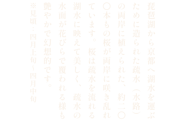 琵琶湖疏水から三井寺への桜