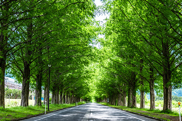マキノ高原 メタセコイア並木の新緑