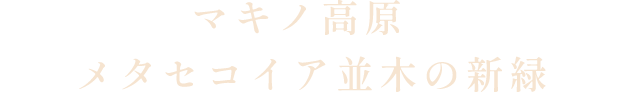 マキノ高原 メタセコイア並木の新緑
