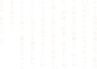 マキノ高原 メタセコイア並木の新緑