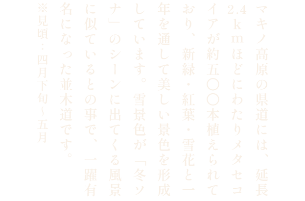 マキノ高原 メタセコイア並木の新緑