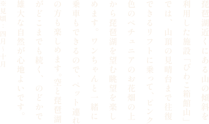 箱館山山頂のペチュニアの向こうに見える琵琶湖