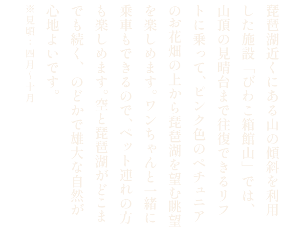 箱館山山頂のペチュニアの向こうに見える琵琶湖